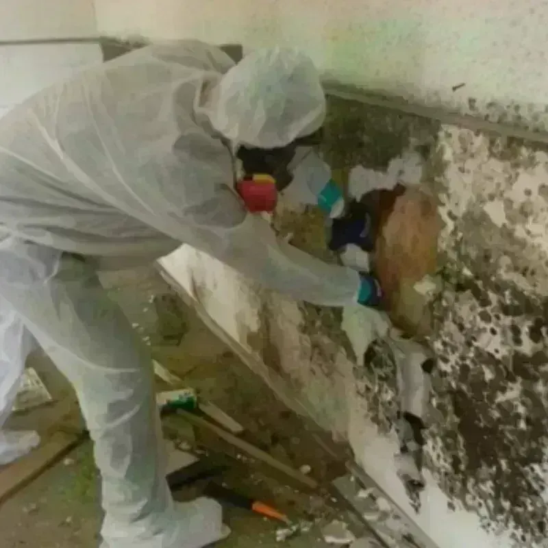 Mold Remediation and Removal in Demopolis, AL